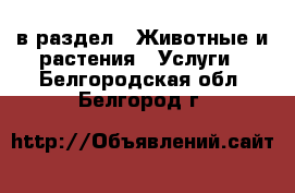  в раздел : Животные и растения » Услуги . Белгородская обл.,Белгород г.